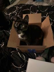 Lost Female Cat last seen Palmer and center , Milwaukee, WI 53212
