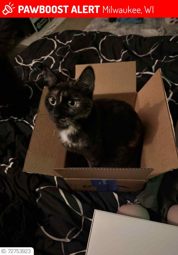 Lost Female Cat last seen Palmer and center , Milwaukee, WI 53212