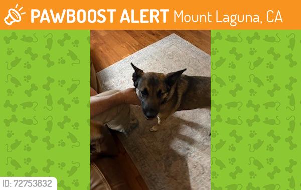 Found/Stray Female Dog last seen Sunrise Hwy in Mt Laguna, Mount Laguna, CA 91948