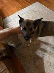 Found/Stray Female Dog last seen Sunrise Hwy in Mt Laguna, Mount Laguna, CA 91948
