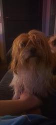 Lost Male Dog last seen Tyburn road, West Midlands, England B24 9RN
