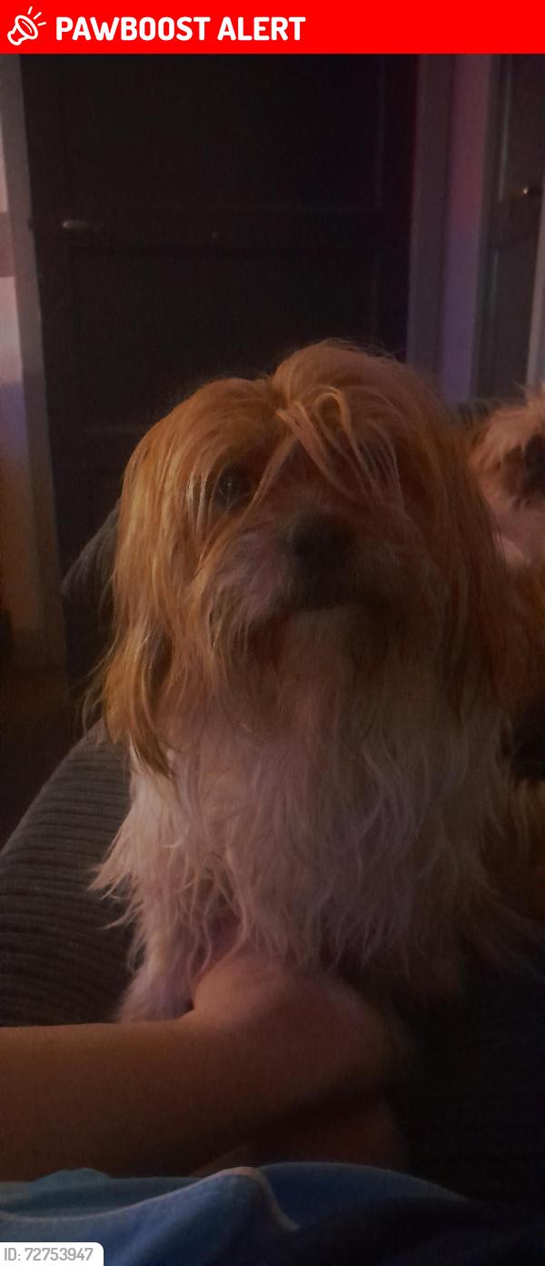 Lost Male Dog last seen Tyburn road, West Midlands, England B24 9RN