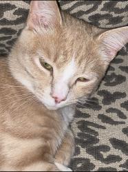 Lost Male Cat last seen Heatherwoods , Garner, NC 27529