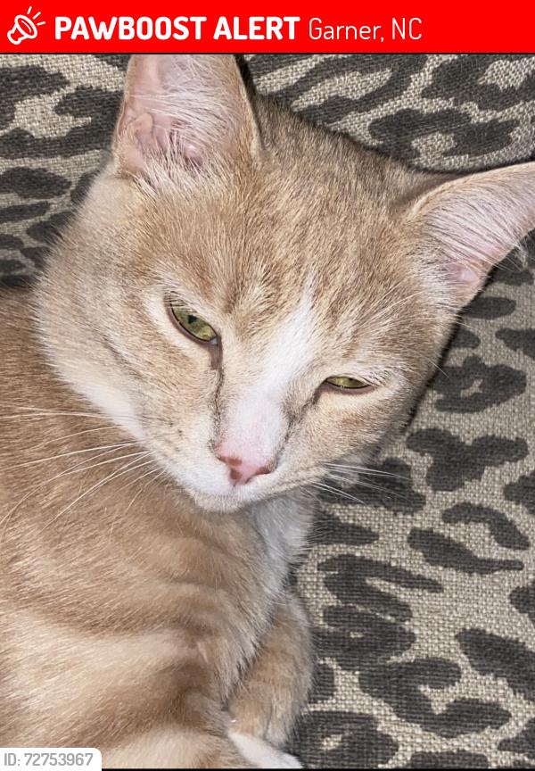Lost Male Cat last seen Heatherwoods , Garner, NC 27529