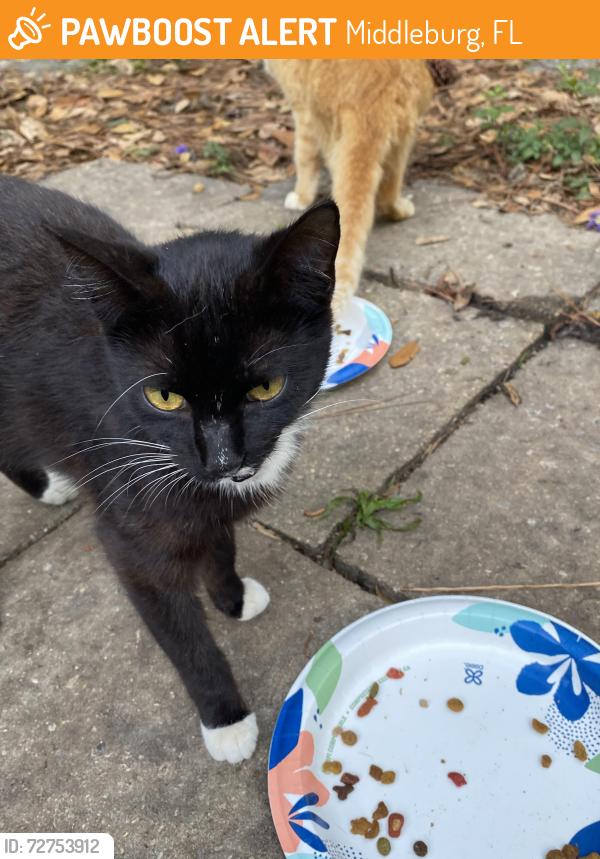 Found/Stray Female Cat last seen Aster avenue near public library , Middleburg, FL 32068