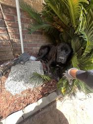 Found/Stray Unknown Dog last seen Las Brisas Dr and Rose Garden, Riverside, CA 92508