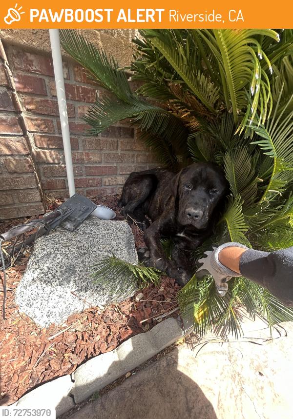 Found/Stray Unknown Dog last seen Las Brisas Dr and Rose Garden, Riverside, CA 92508