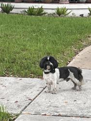 Found/Stray Unknown Dog last seen Coyle St at Eastwood, Houston, TX 77023