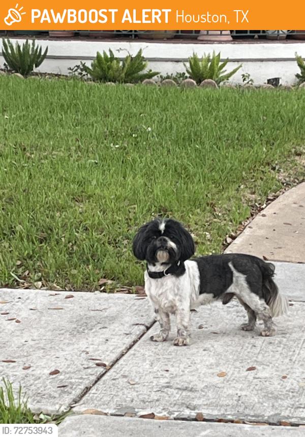 Found/Stray Unknown Dog last seen Coyle St at Eastwood, Houston, TX 77023