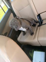 Found/Stray Male Dog last seen Central ave, Chattanooga, TN 37408
