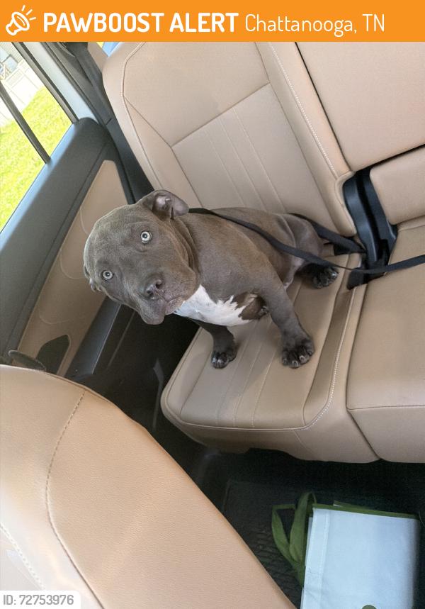 Found/Stray Male Dog last seen Central ave, Chattanooga, TN 37408