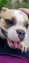 Found/Stray Female Dog last seen Koelen, St. Louis, MO 63111