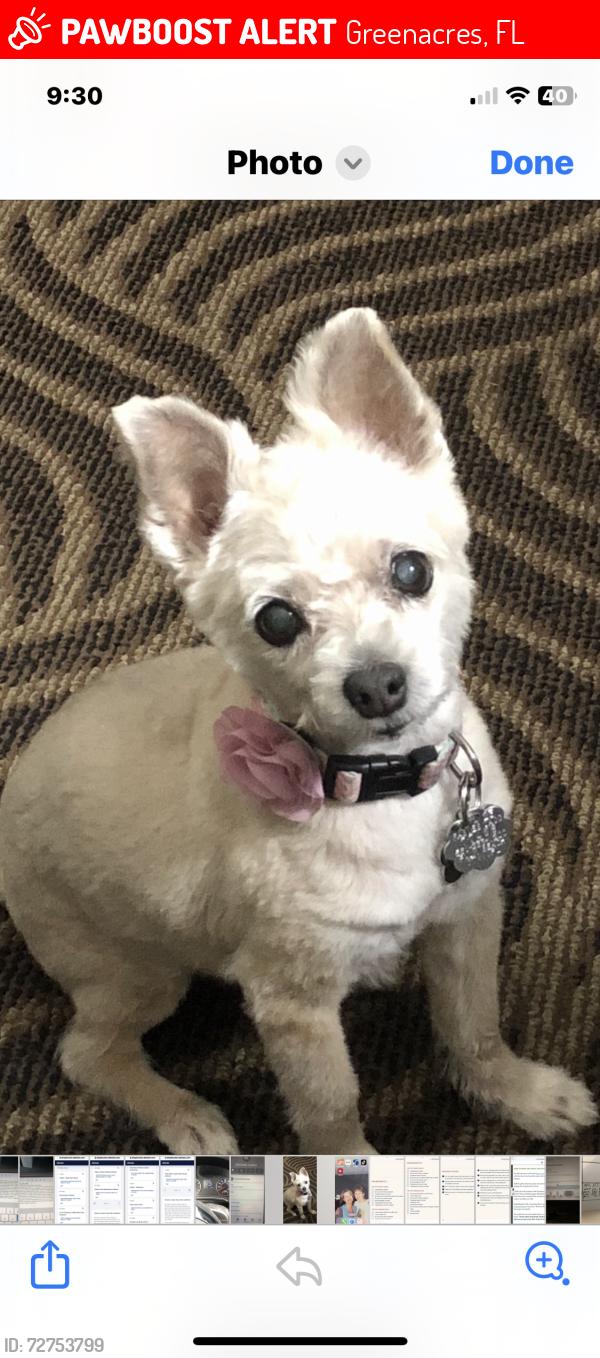 Lost Female Dog last seen Lake Worth Rd and Lucerne Lakes Blvd, Greenacres, FL 33467