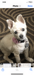 Lost Female Dog last seen Lake Worth Rd and Lucerne Lakes Blvd, Greenacres, FL 33467