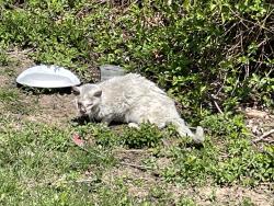 Found/Stray Unknown Cat last seen Craig Ave & Edge Ave, in bushes of the hse on the corner, Bensalem, PA 19020