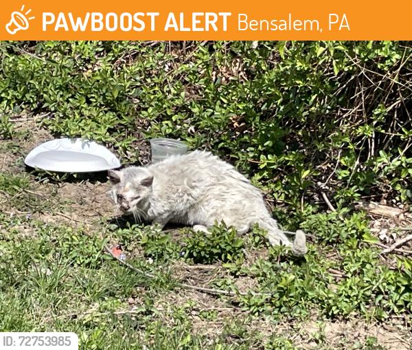 Found/Stray Unknown Cat last seen Craig Ave & Edge Ave, in bushes of the hse on the corner, Bensalem, PA 19020