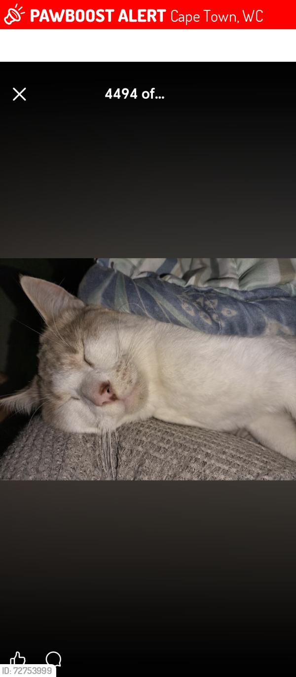 Lost Male Cat last seen Oudevlei, Cape Town, WC 7945