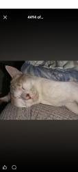 Lost Male Cat last seen Oudevlei, Cape Town, WC 7945