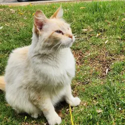 Lost Unknown Cat last seen K Ave & E 20th; Van Linn apmts, National City, CA 91950