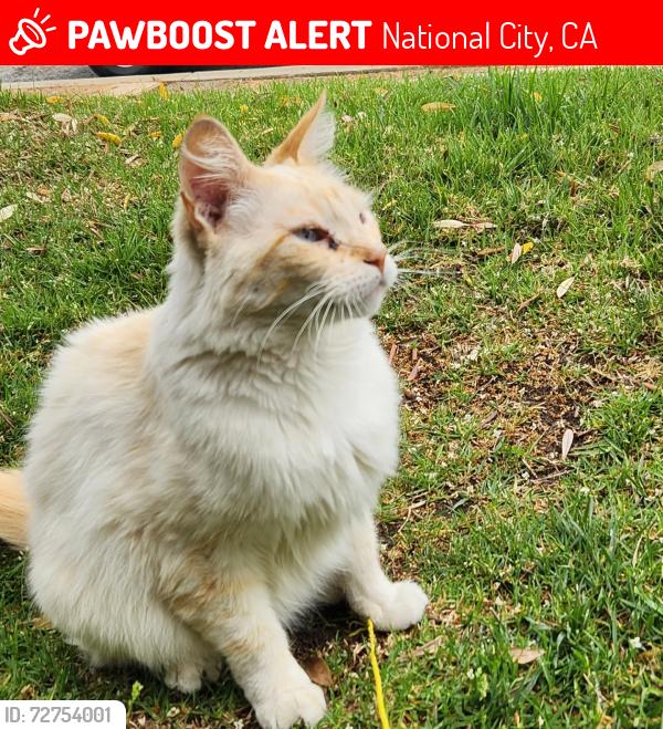 Lost Unknown Cat last seen K Ave & E 20th; Van Linn apmts, National City, CA 91950