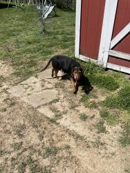 Found/Stray Female Dog last seen Holland road point pleasant , Mason County, WV 25550