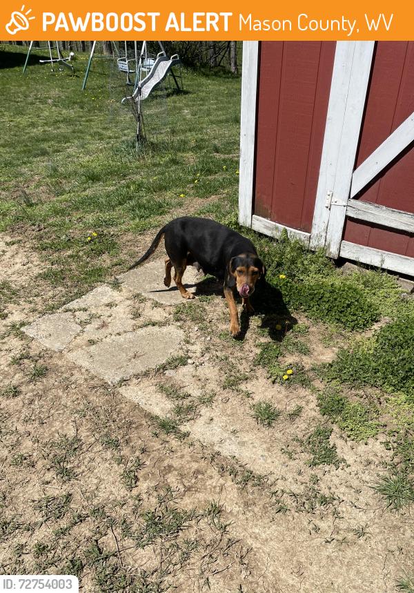 Found/Stray Female Dog last seen Holland road point pleasant , Mason County, WV 25550