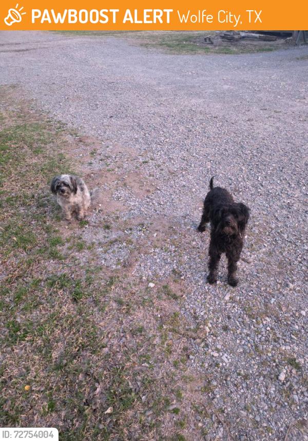 Found/Stray Unknown Dog last seen County road 1010, Wolfe City, TX 75496