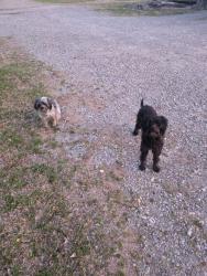 Found/Stray Unknown Dog last seen County road 1010, Wolfe City, TX 75496