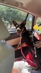 Found/Stray Female Dog last seen Perrin bietle , San Antonio, TX 78217