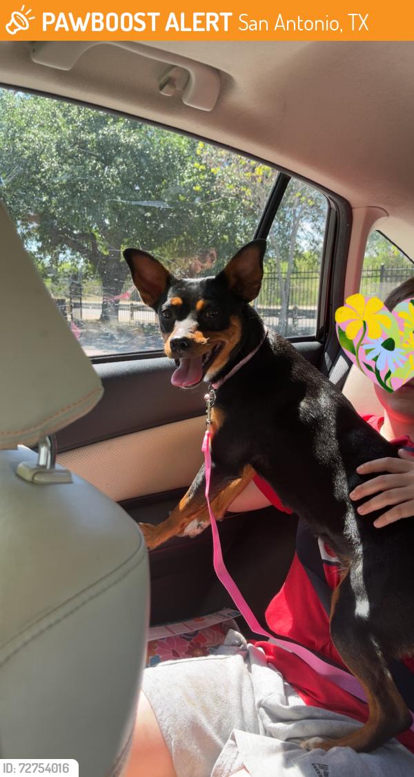 Found/Stray Female Dog last seen Perrin bietle , San Antonio, TX 78217