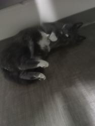 Lost Male Cat last seen Near Ballard Ave NW, Seattle, WA 98107, Seattle, WA 98107