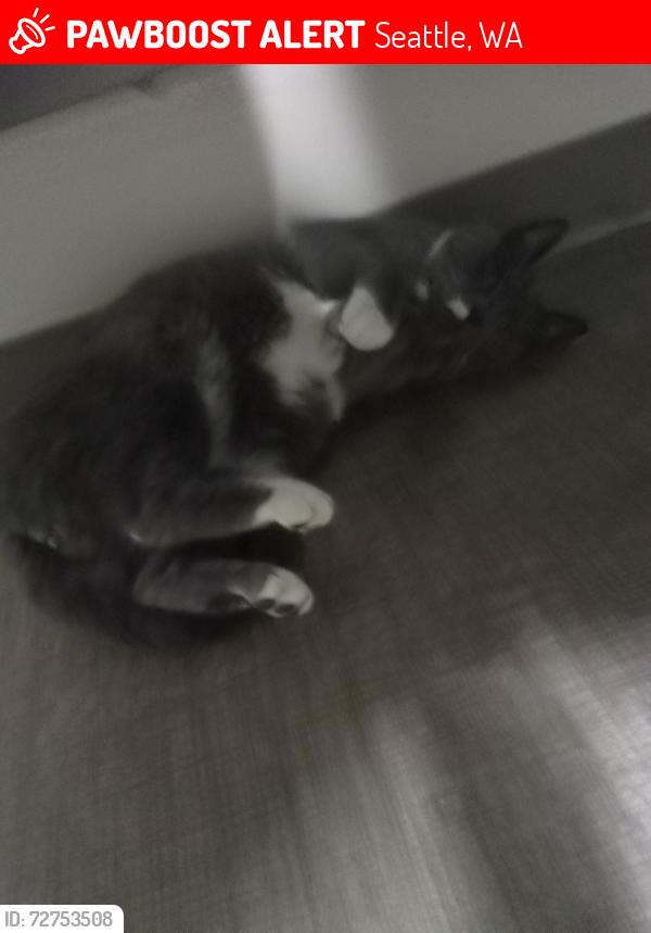 Lost Male Cat last seen Near Ballard Ave NW, Seattle, WA 98107, Seattle, WA 98107
