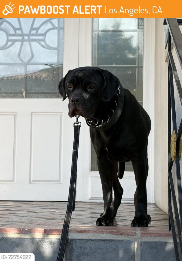 Found/Stray Male Dog last seen Montana and San Vicente, Los Angeles, CA 90049