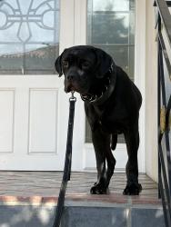 Found/Stray Male Dog last seen Montana and San Vicente, Los Angeles, CA 90049