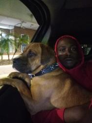 Lost Male Dog last seen Hawthorne , Hawthorne, FL 32640