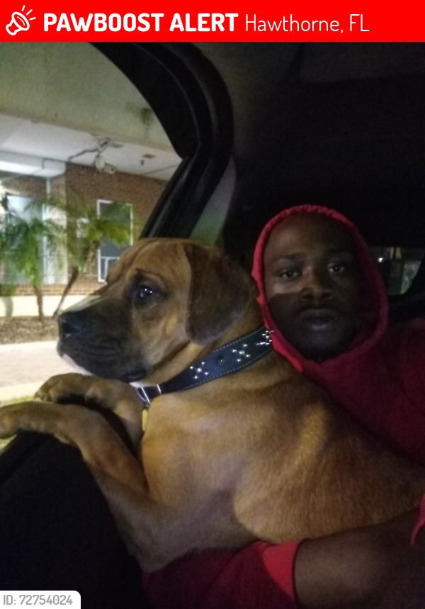 Lost Male Dog last seen Hawthorne, Hawthorne, FL 32640