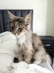 Lost Male Cat last seen cnr coral and foam roads bloubergstrand, Cape Town, WC 