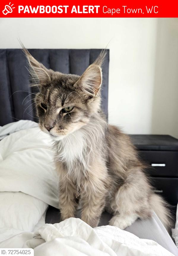 Lost Male Cat last seen cnr coral and foam roads bloubergstrand, Cape Town, WC 