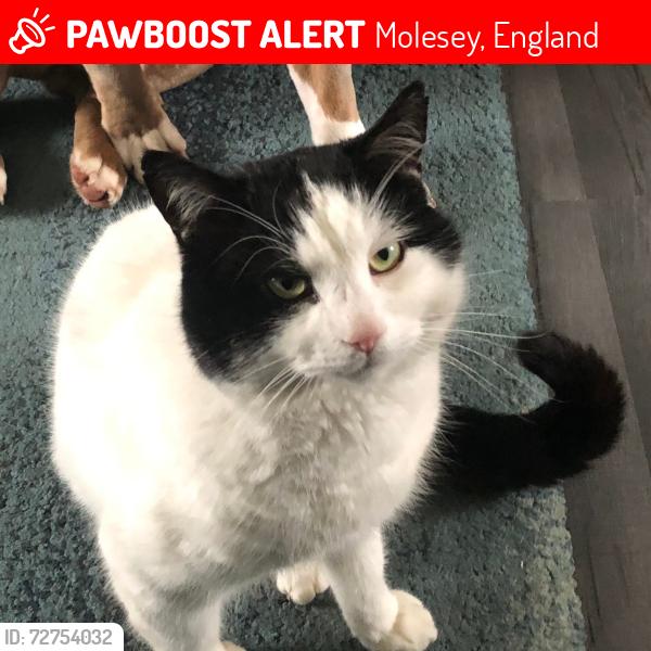 Lost Male Cat last seen Hurst park recreation ground., Molesey, England 