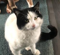Lost Male Cat last seen Hurst park recreation ground., Molesey, England 