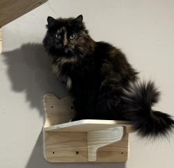 Lost Female Cat last seen Thorpe and N.Valley drive, Doña Ana County, NM 88007