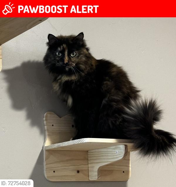 Lost Female Cat last seen Thorpe and N.Valley drive, Doña Ana County, NM 88007
