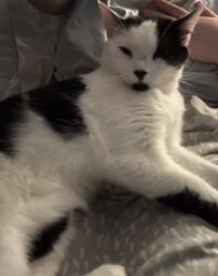 Lost Female Cat last seen Victoria street, Greetland, westvale , Greetland, England HX4 8DF