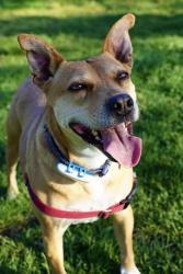 Lost Female Dog last seen Cross St. Beacon NY, Beacon, NY 12508