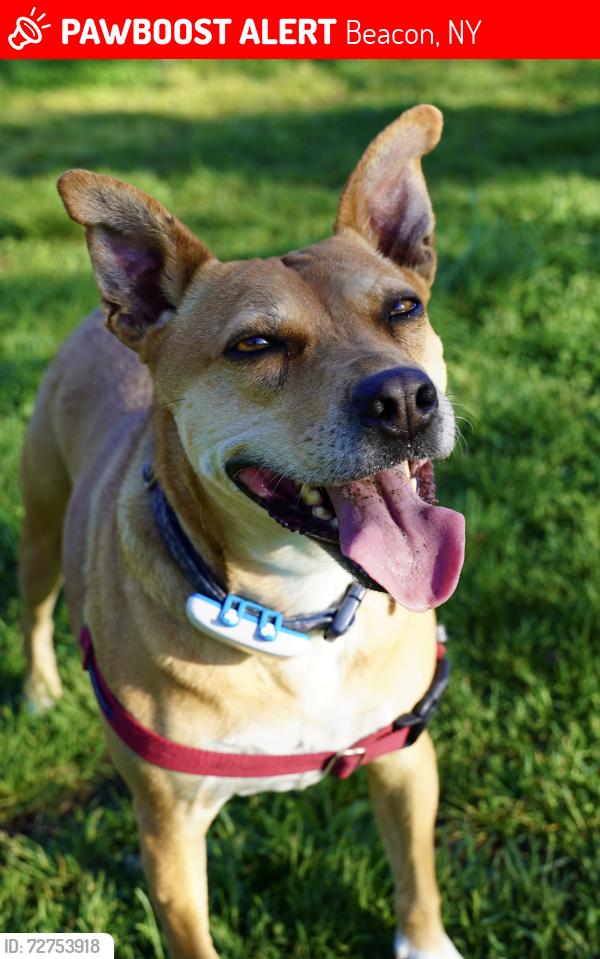 Lost Female Dog last seen Cross St. Beacon NY, Beacon, NY 12508