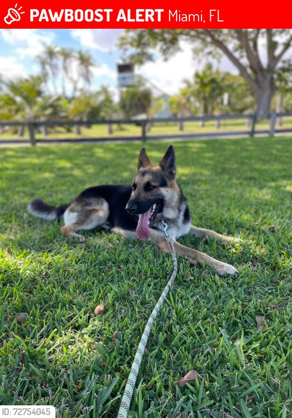 Lost Male Dog last seen Mlk park or MLK post office, Miami, FL 33147