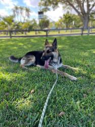 Lost Male Dog last seen Mlk park or MLK post office, Miami, FL 33147