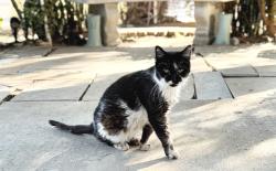 Lost Female Cat last seen Paschels way, Riverside, CA 92501
