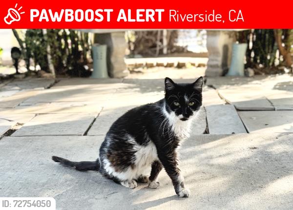 Lost Female Cat last seen Paschels way, Riverside, CA 92501