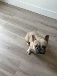 Lost Female Dog last seen Near sw 100th ct , Miami, FL 33157